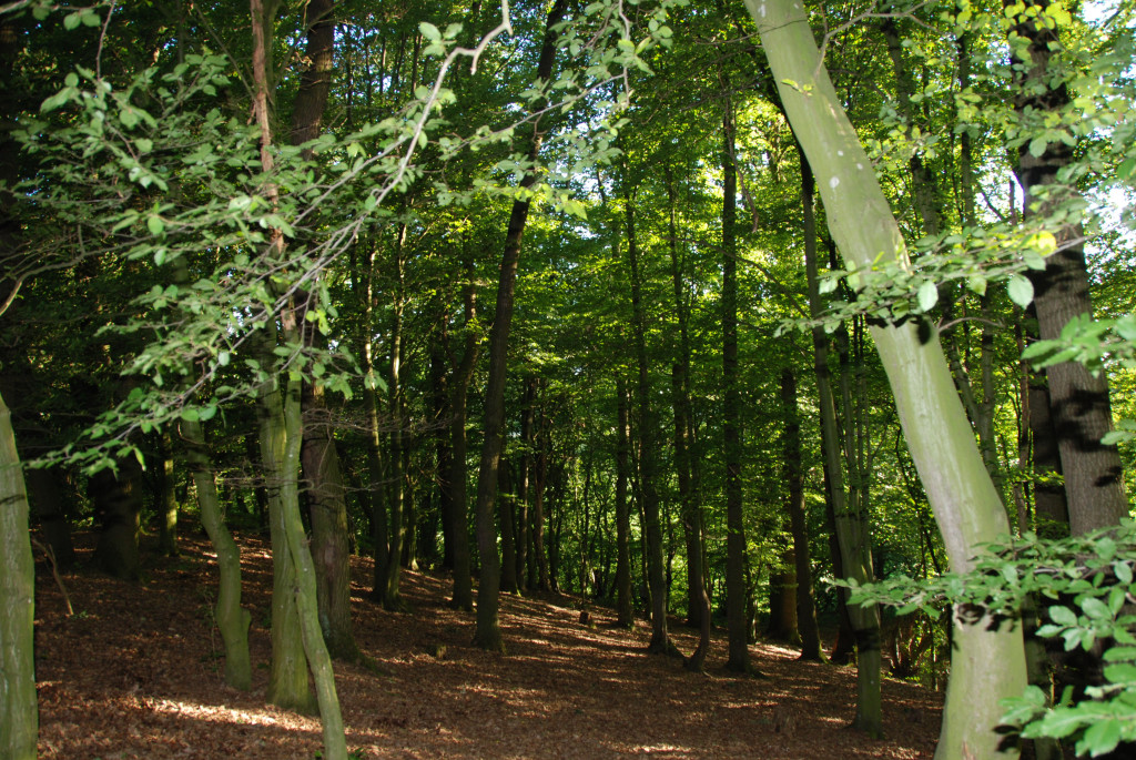 Wald